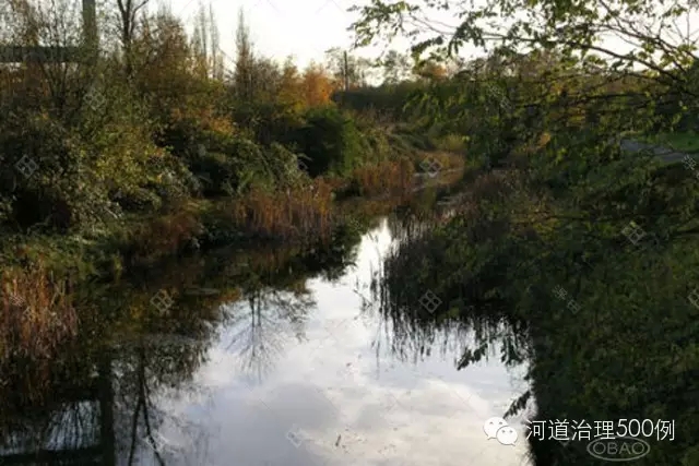 水渠堤岸植被 水渠堤岸植被