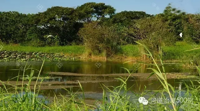 台湾大汉溪河岸人工湿地净化系统 台湾大汉溪河岸人工湿地净化系统
