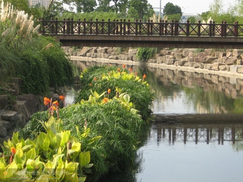 河道再现水清岸绿——盖尾镇芹林溪加强整治促水质提升 河道再现水清岸绿——盖尾镇芹林溪加强整治促水质提升