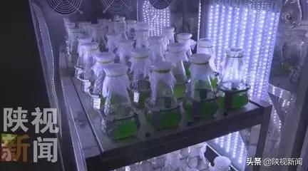 西工大研发神奇蓝藻可自生氧气 有望破解太空生存难题 西工大研发神奇蓝藻可自生氧气 有望破解太空生存难题