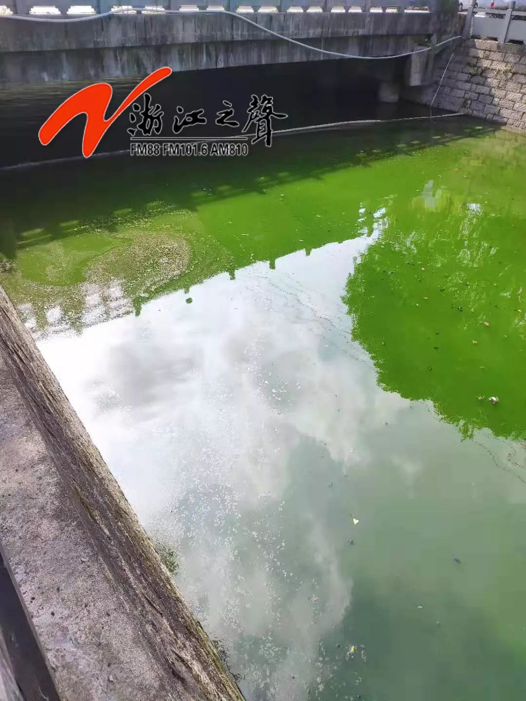 太恶心!温州鹿城多河道水体出现黑臭反弹 太恶心!温州鹿城多河道水体出现黑臭反弹