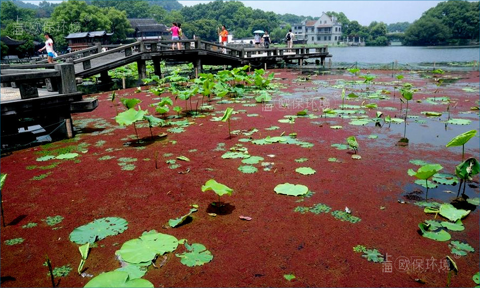 满江红易聚集在下风口或港湾处 满江红易聚集在下风口或港湾处
