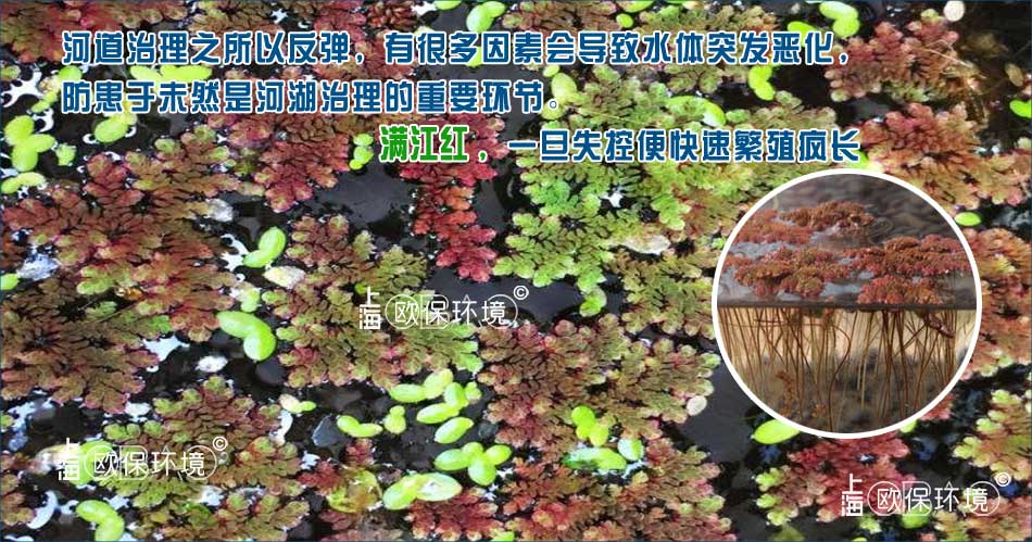 什么是满江红,满江红对水体水质的影响与危害 什么是满江红,满江红对水体水质的影响与危害