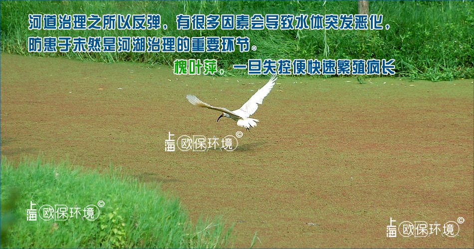 槐叶萍覆盖水面,直接影响水鸟的捕食 槐叶萍覆盖水面,直接影响水鸟的捕食
