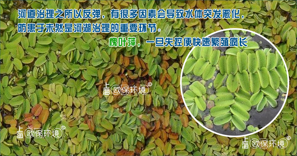 槐叶萍一旦水质适应,就会疯长 槐叶萍一旦水质适应,就会疯长