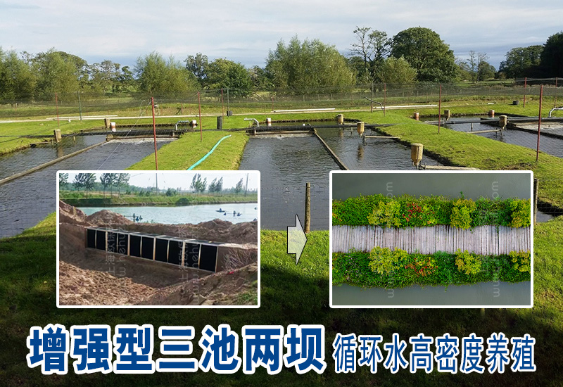 增强型三池两坝循环水高密度养殖 增强型三池两坝循环水高密度养殖